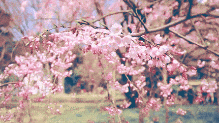 1.gif 1.gif